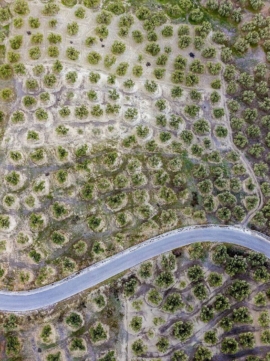 Olivar andaluz y carretera vistos en cenital desde un dron