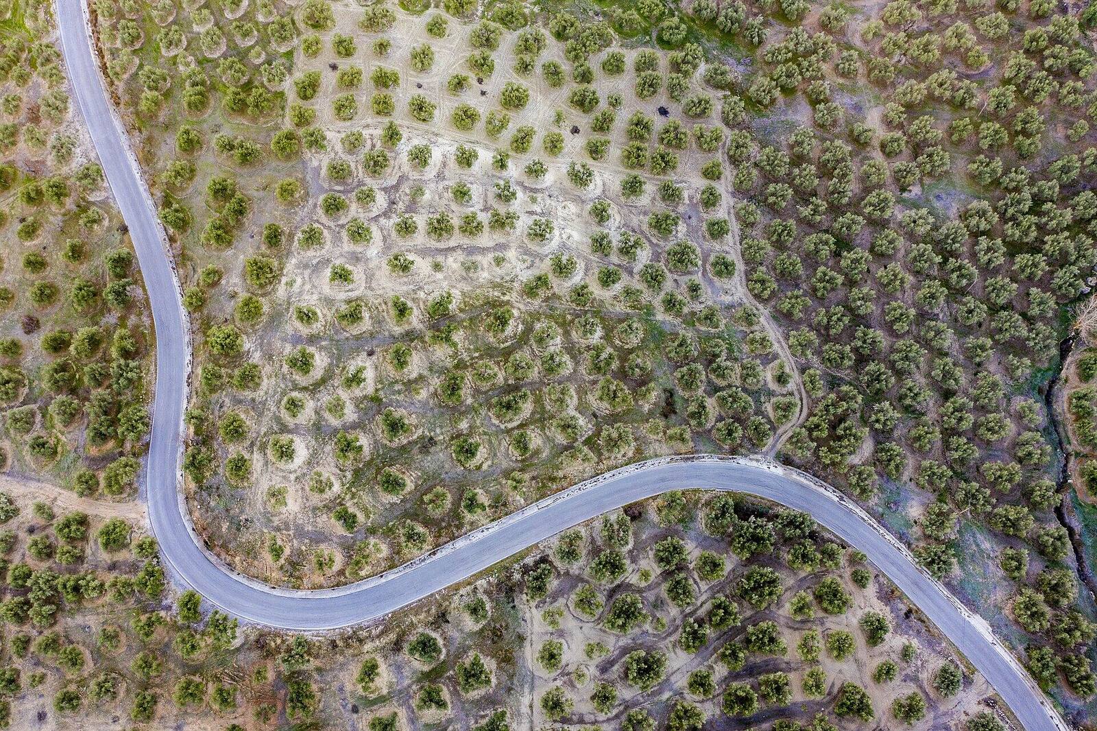Olivar andaluz y carretera vistos en cenital desde un dron Olivar andaluz y carretera vistos en cenital desde un dron